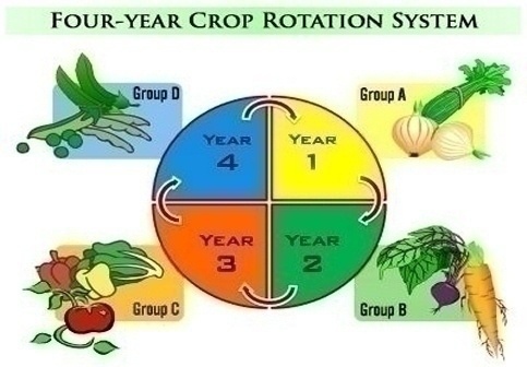 Crop rotation